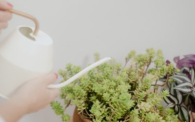 Pasos hacia una vida sostenible a través del método KonMari