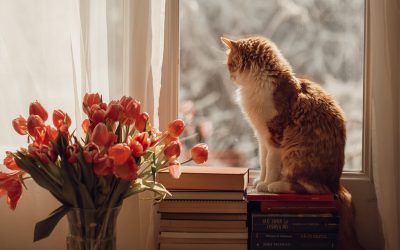 Egokitu etxeko ordena animalien eta guztien ongizaterako