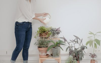 Bihurtu zure landare eta dekorazio objetuak ikusgarri